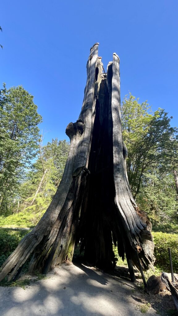 Things to Do in Stanley Park - Hollow Tree