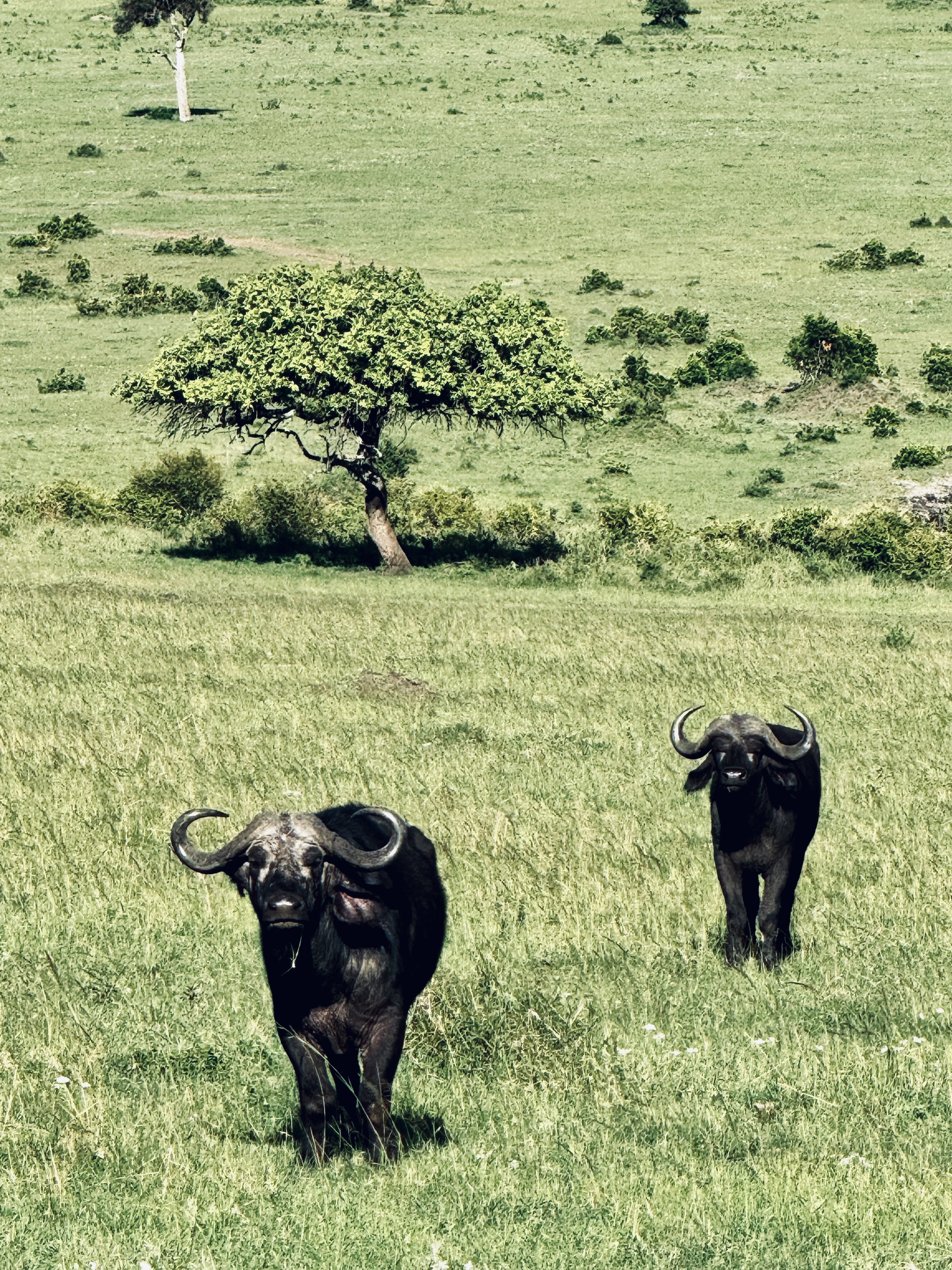 Masai Mara Safari - African Buffalo in Masai Mara