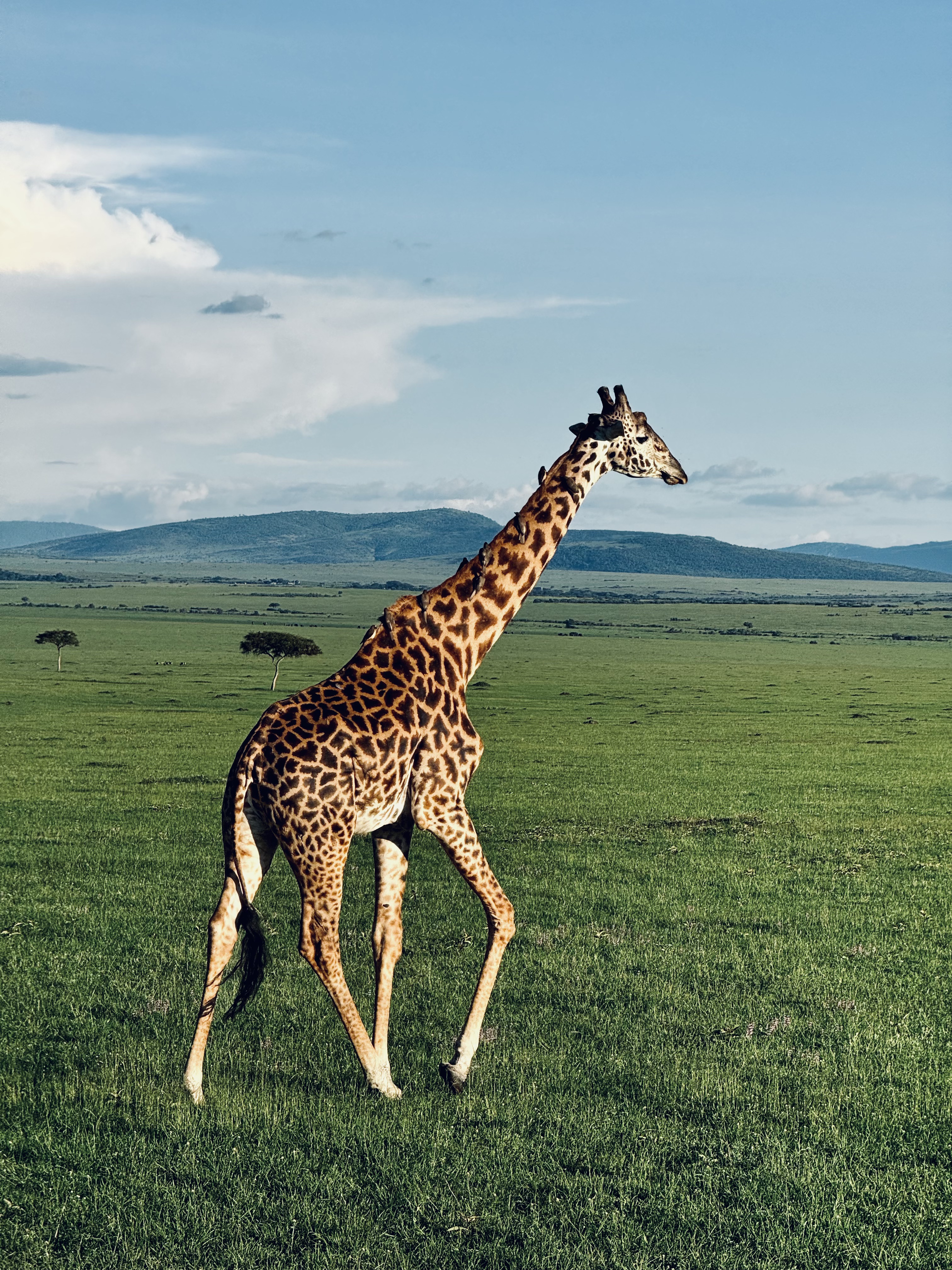 Giraff in Masai Mara