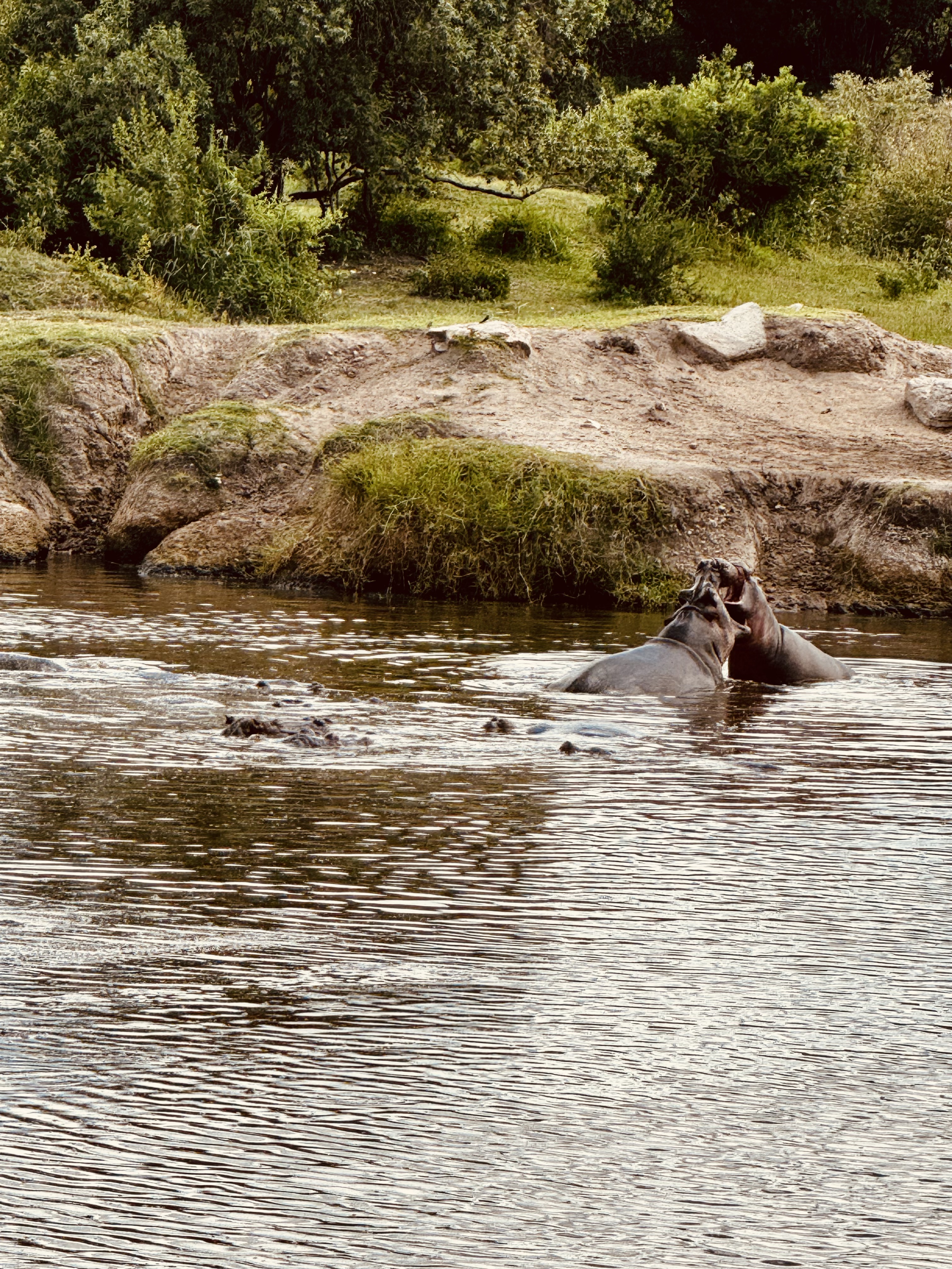 Masai Mara Safari - Hippos in Masai Mara