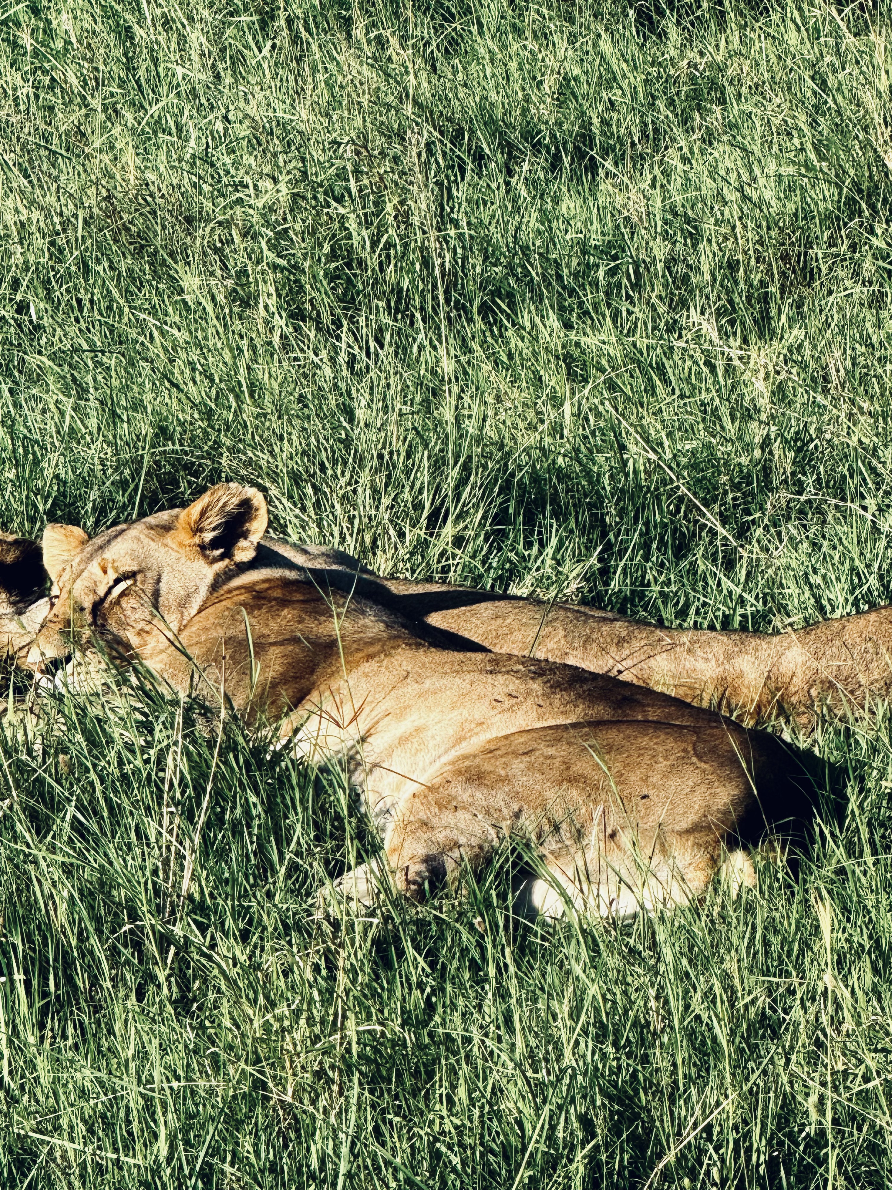 Masai Mara Safari -- Sleeping Lionesses in Masai Mara