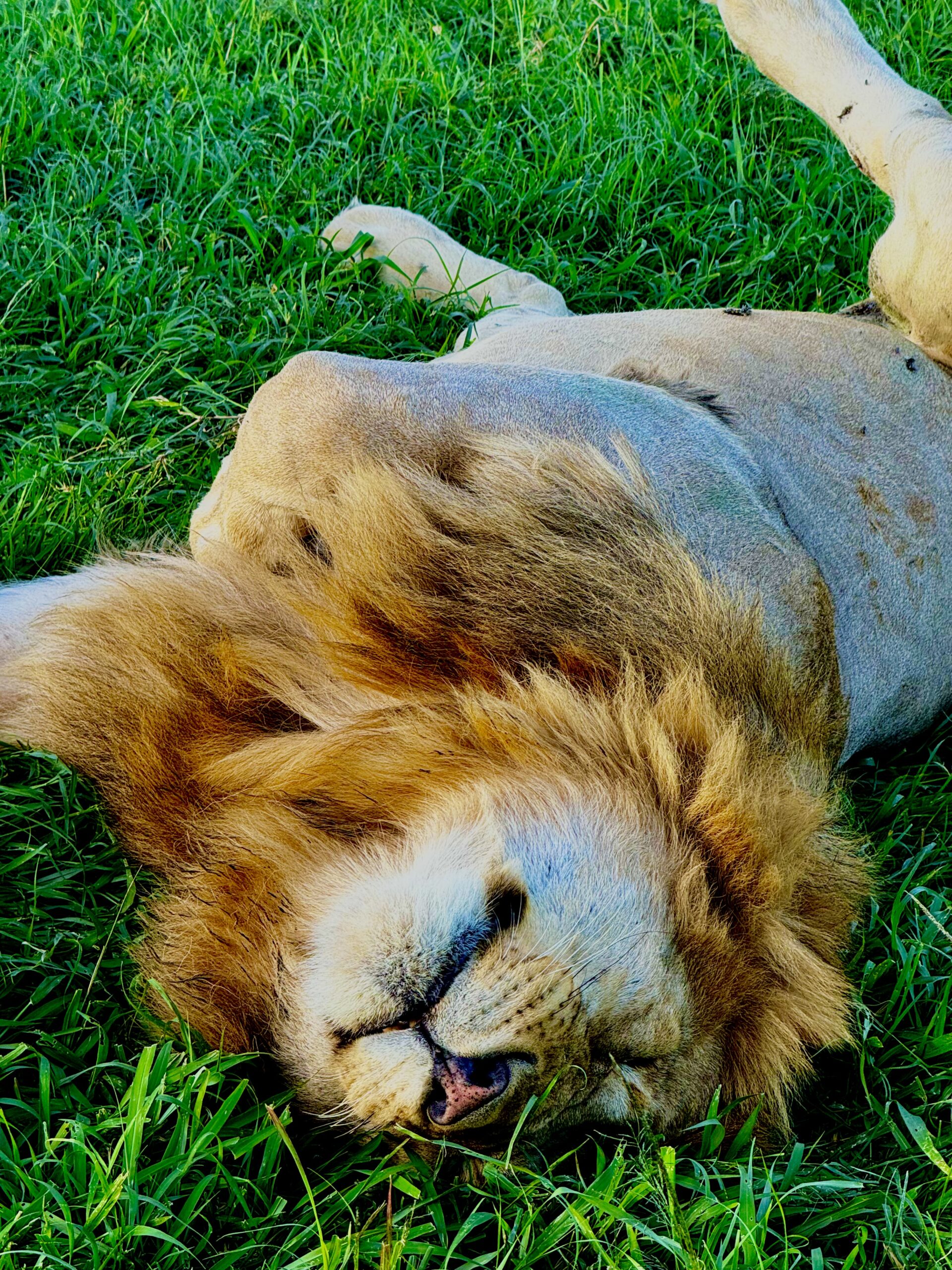 Masai Mara Safari - Sleeping Lion in Masai Mara