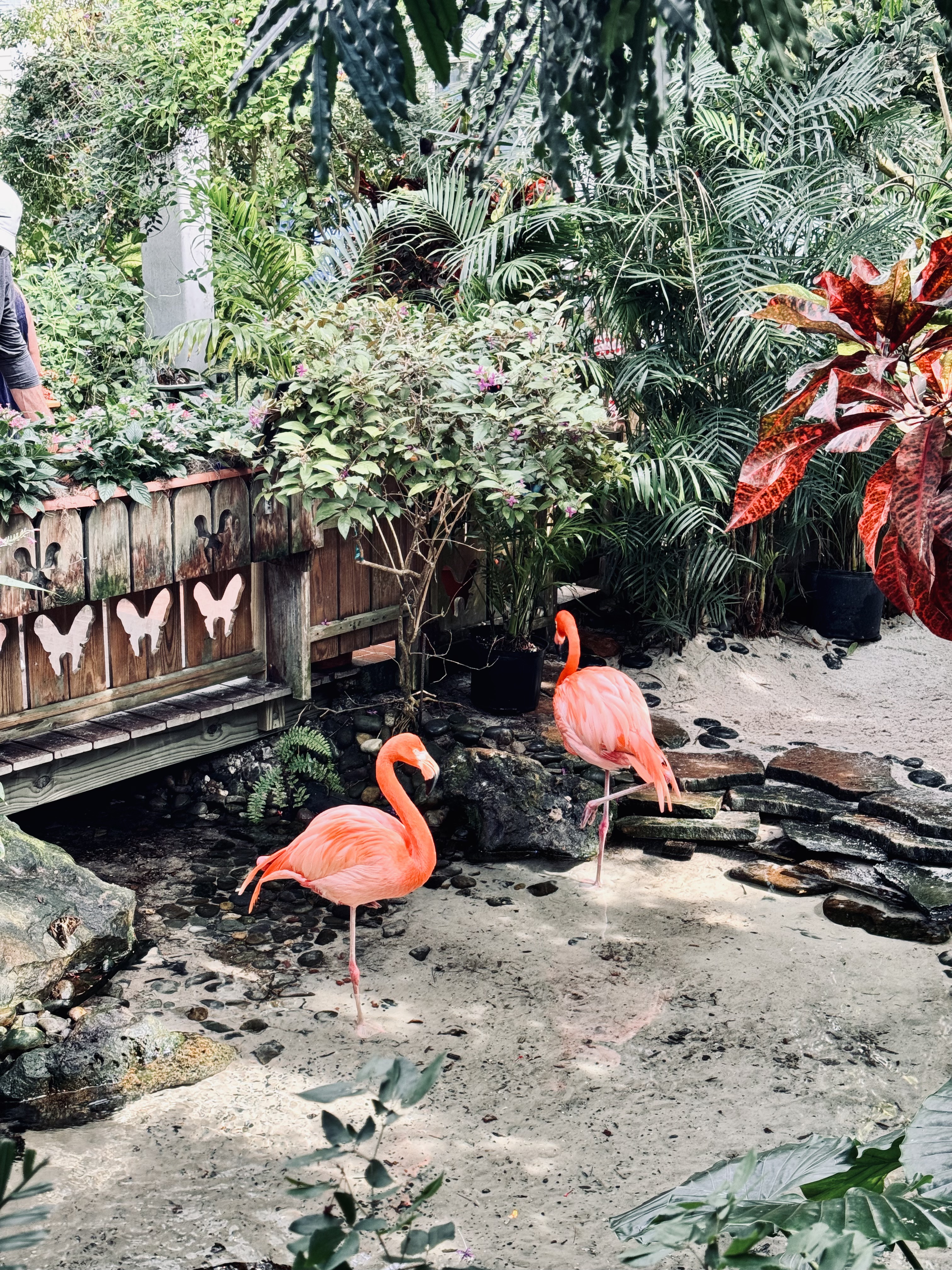 Things to do in Key West Florida- Butterfly Conservatory