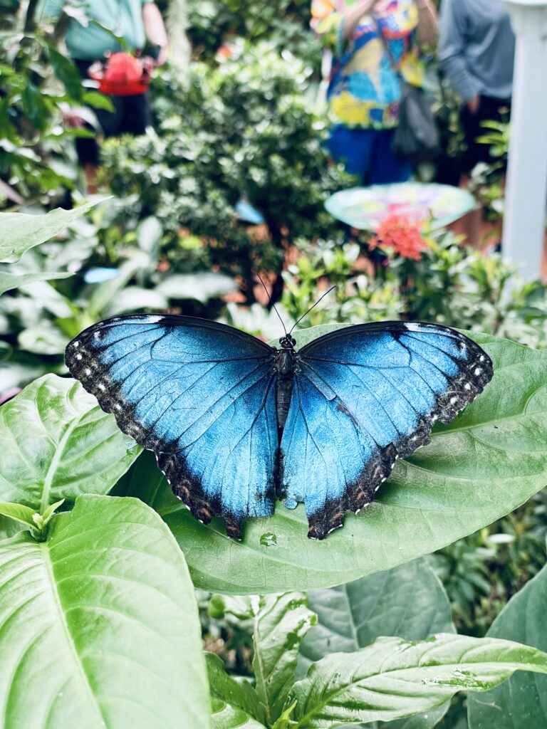 Things to do in Key West Florida- Butterfly Conservatory