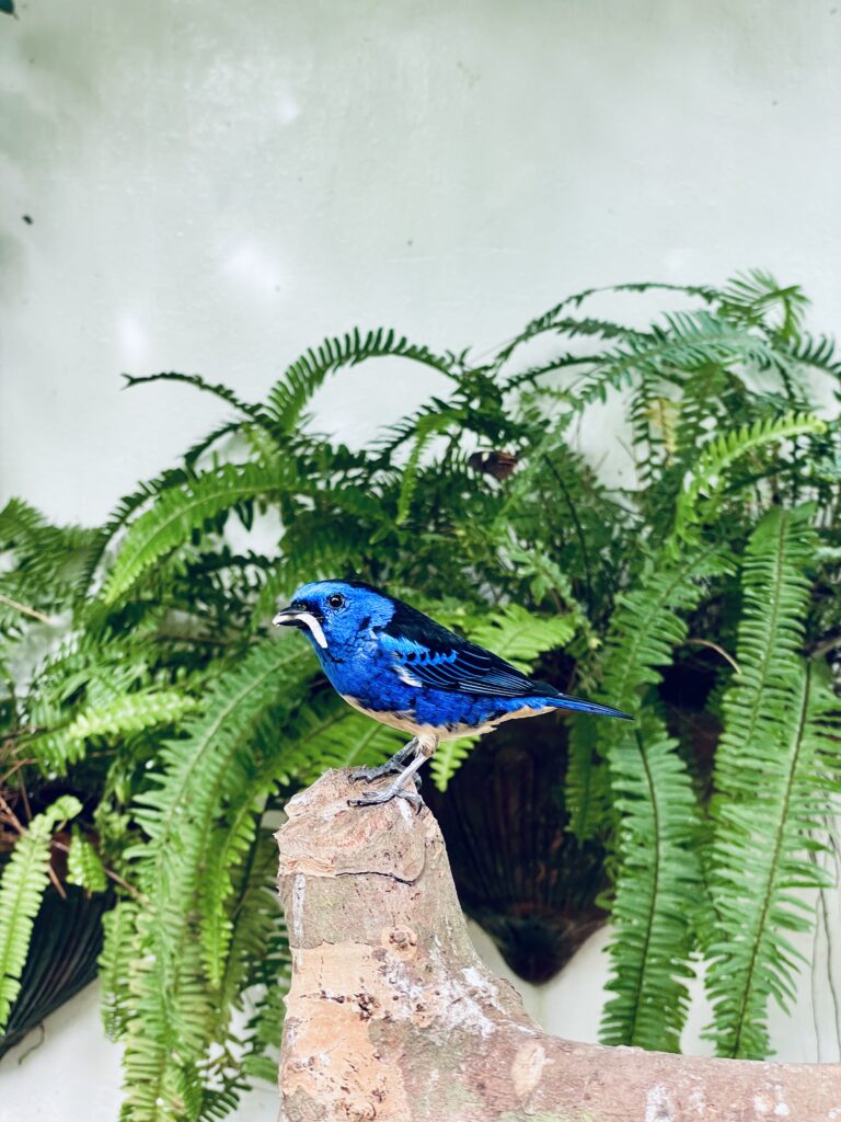 Things to do in Key West Florida- Butterfly Conservatory