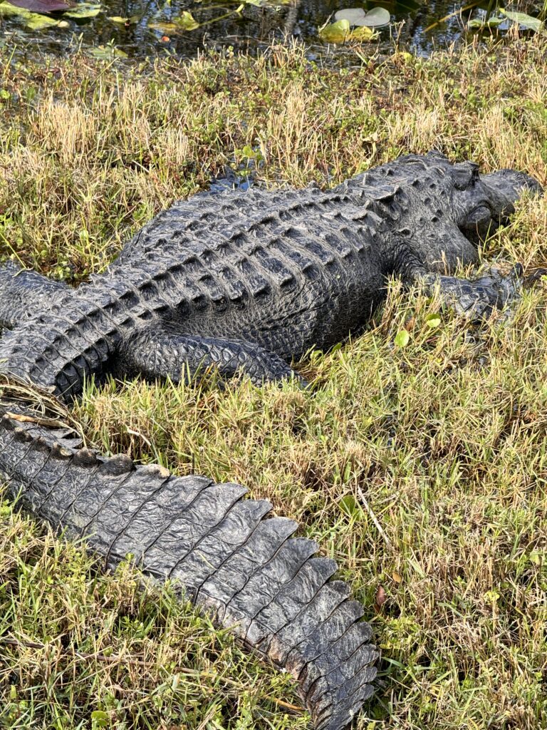 Florida Keys Road Trip - Alligators in the Everglades National Park