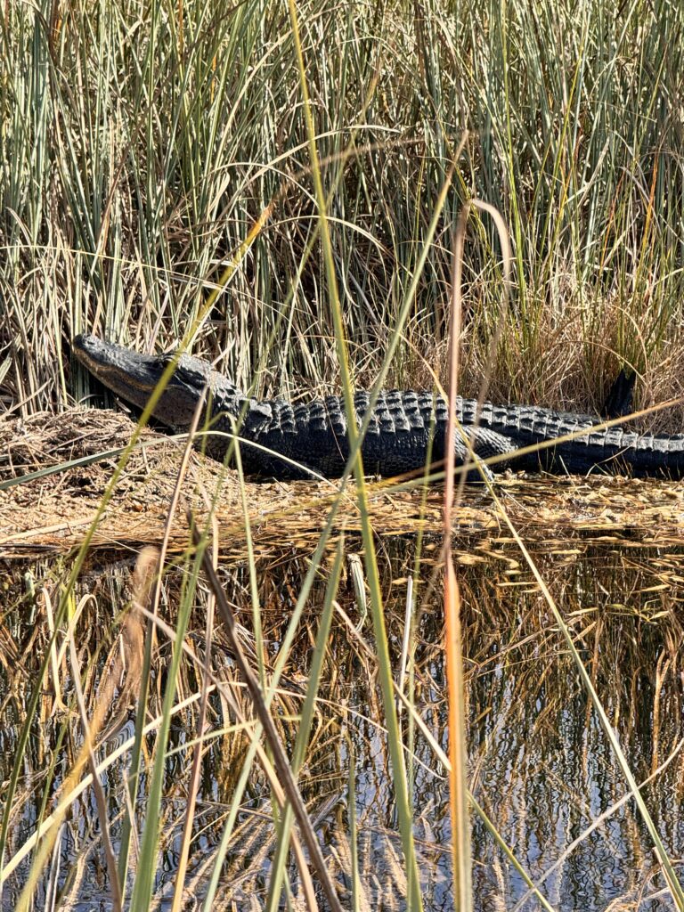 Florida Keys Road Trip - Alligators in the Everglades National Park