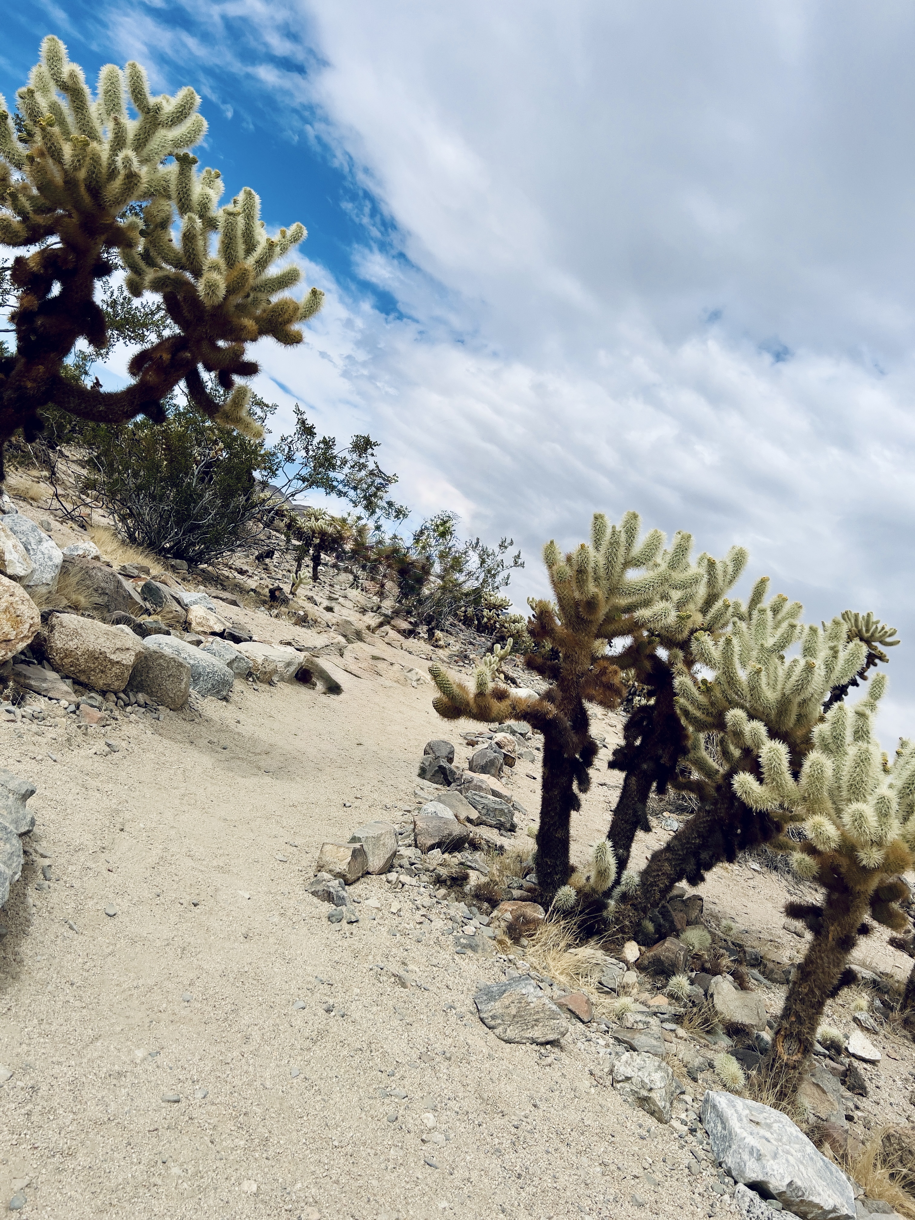 One Day in Joshua Tree National Park- Visit Cholla Cactus Garden