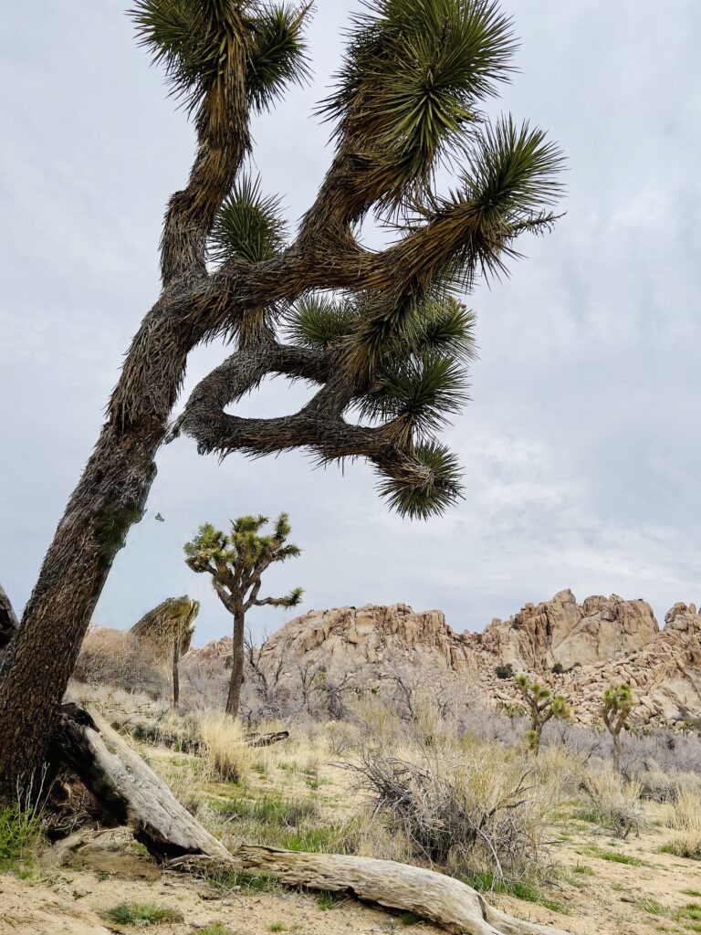 One Day in Joshua Tree National Park- Visit Hidden valley